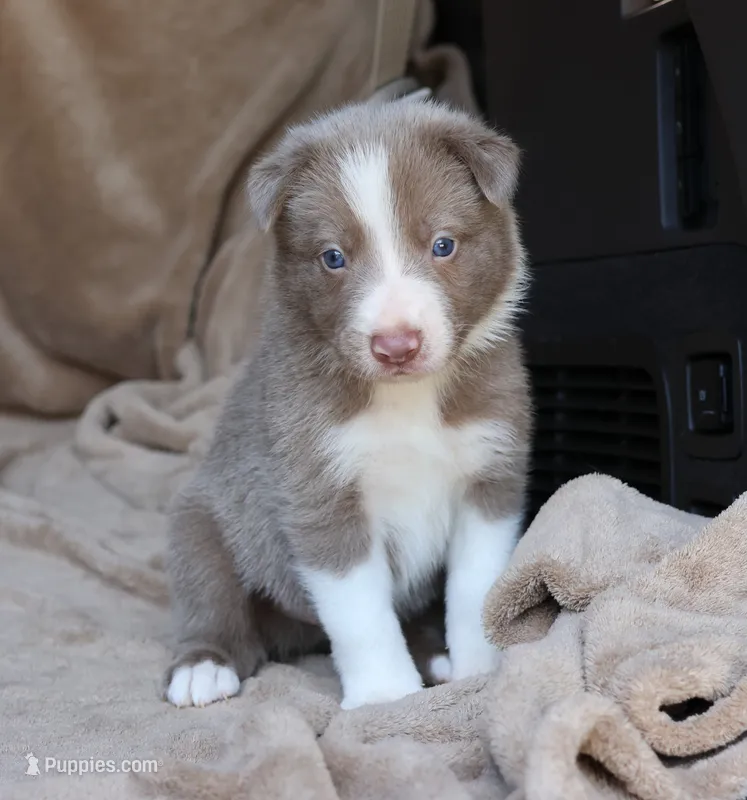 Tino – Border Collie puppy for sale in Moulton, AL