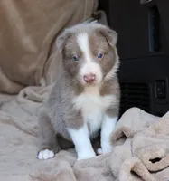 Tino, a male Border Collie for sale in Moulton, AL – 1 of 10