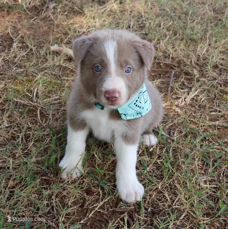 Tino – Border Collie puppy for sale in Courtland, AL