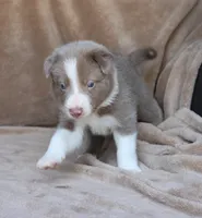 Tino, a male Border Collie for sale in Moulton, AL – 6 of 10