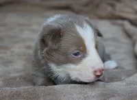 Teddy, a male Border Collie for sale in Moulton, AL – 3 of 6