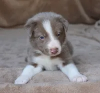 Tino, a male Border Collie for sale in Moulton, AL – 7 of 10