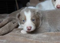 Teddy, a male Border Collie for sale in Moulton, AL – 1 of 6