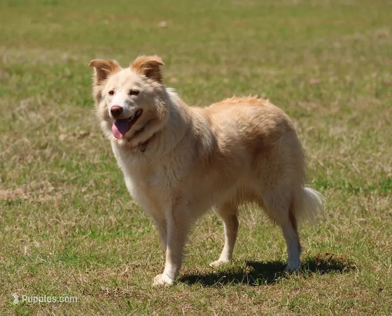 Lilly – Border Collie puppy for sale in Moulton, AL