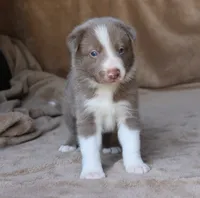 Tino, a male Border Collie for sale in Moulton, AL – 4 of 10