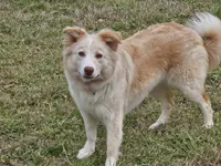 Lilly, a female Border Collie for sale in Moulton, AL – 4 of 4