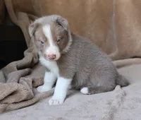 Tino, a male Border Collie for sale in Moulton, AL – 8 of 10