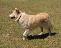 Lilly, a female Border Collie for sale in Moulton, AL – 2 of 4