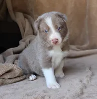 Tino, a male Border Collie for sale in Moulton, AL – 10 of 10