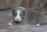Teddy, a male Border Collie for sale in Moulton, AL – 6 of 6