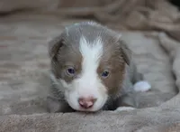 Teddy, a male Border Collie for sale in Moulton, AL – 4 of 6