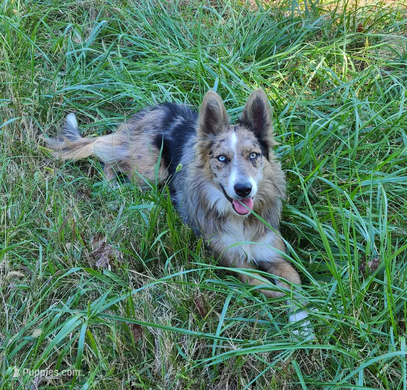 JJ – Border Collie puppy for sale in Moulton, AL