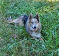 JJ, a female Border Collie for sale in Moulton, AL – 1 of 1