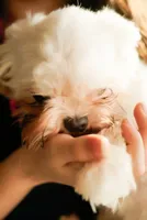 processed/78cf8d01-73f8-4448-adc6-a7c175aee5d2/listing/334639da-5d27-4871-aa30-dc18d2c10442/ead60750-d7bc-4852-85d7-bdf64c5ac8fd