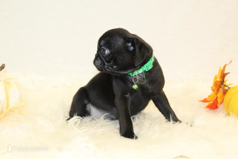AKC Otto – Pug puppy for sale in Taylorsville, NC