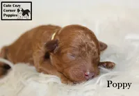 AKC Poppy, a female Poodle - Miniature  for sale in Taylorsville, NC – 3 of 6