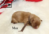 AKC Max, a male Cavalier King Charles Spaniel for sale in Taylorsville, NC – 4 of 9