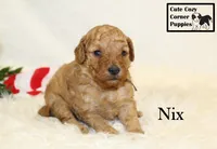 F1B Nix, a male Cavapoo for sale in Taylorsville, NC – 4 of 7