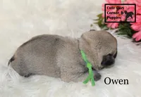 AKC Owen, a male Pug for sale in Taylorsville, NC – 3 of 6