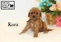 F1B Kora, a female Cavapoo for sale in Taylorsville, NC – 2 of 10