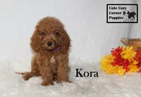 F1B Kora, a female Cavapoo for sale in Taylorsville, NC – 8 of 9