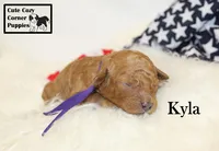 F1B Kyla, a female Cavapoo for sale in Taylorsville, NC – 6 of 9
