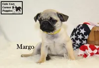 AKC Margo, a female Pug for sale in Taylorsville, NC – 6 of 9