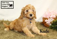 F1B Kade, a male Cavapoo for sale in Taylorsville, NC – 8 of 10