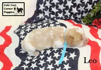 AKC Leo, a male Cavalier King Charles Spaniel for sale in Taylorsville, NC – 6 of 9