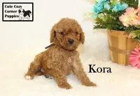 F1B Kora, a female Cavapoo for sale in Taylorsville, NC – 6 of 10