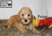 AKC Parker, a male Poodle - Miniature  for sale in Taylorsville, NC – 2 of 8