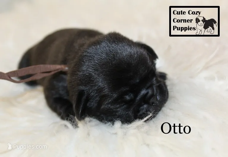 AKC Otto – Pug puppy for sale in Taylorsville, NC