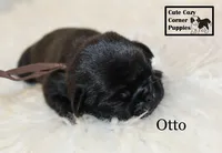 AKC Otto, a male Pug for sale in Taylorsville, NC – 1 of 5