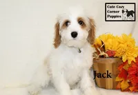F1 Jack, a male Cavapoo for sale in Taylorsville, NC – 8 of 8