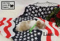 AKC Liam, a male Cavalier King Charles Spaniel for sale in Taylorsville, NC – 5 of 9