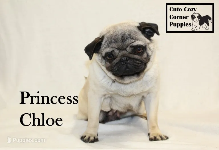 AKC Princess Chloe – Pug puppy for sale in Taylorsville, NC