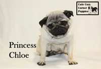 AKC Princess Chloe, a female Pug for sale in Taylorsville, NC – 1 of 8