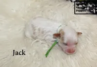 F1 Jack, a male Cavapoo for sale in Taylorsville, NC – 4 of 8