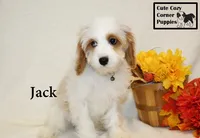 F1 Jack, a male Cavapoo for sale in Taylorsville, NC – 7 of 8