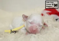 F1 Joy, a female Cavapoo for sale in Taylorsville, NC – 3 of 6