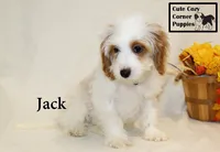 F1 Jack, a male Cavapoo for sale in Taylorsville, NC – 4 of 8