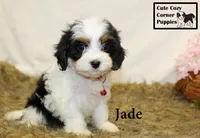 F1 Jade, a female Cavapoo for sale in Taylorsville, NC – 2 of 10