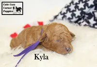 F1B Kyla, a female Cavapoo for sale in Taylorsville, NC – 3 of 9