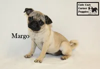 AKC Margo, a female Pug for sale in Taylorsville, NC – 3 of 7