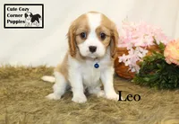 AKC Leo, a male Cavalier King Charles Spaniel for sale in Taylorsville, NC – 6 of 10