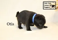 AKC Otis, a male Pug for sale in Taylorsville, NC – 4 of 9