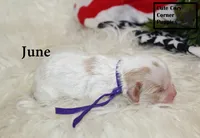 F1 June, a female Cavapoo for sale in Taylorsville, NC – 7 of 7
