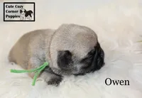 AKC Owen, a male Pug for sale in Taylorsville, NC – 5 of 6