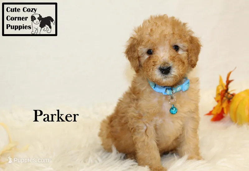 AKC Parker – Poodle - Miniature  puppy for sale in Taylorsville, NC