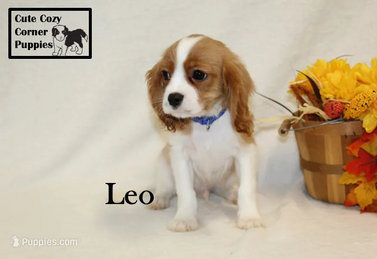 AKC Leo – Cavalier King Charles Spaniel puppy for sale in Taylorsville, NC